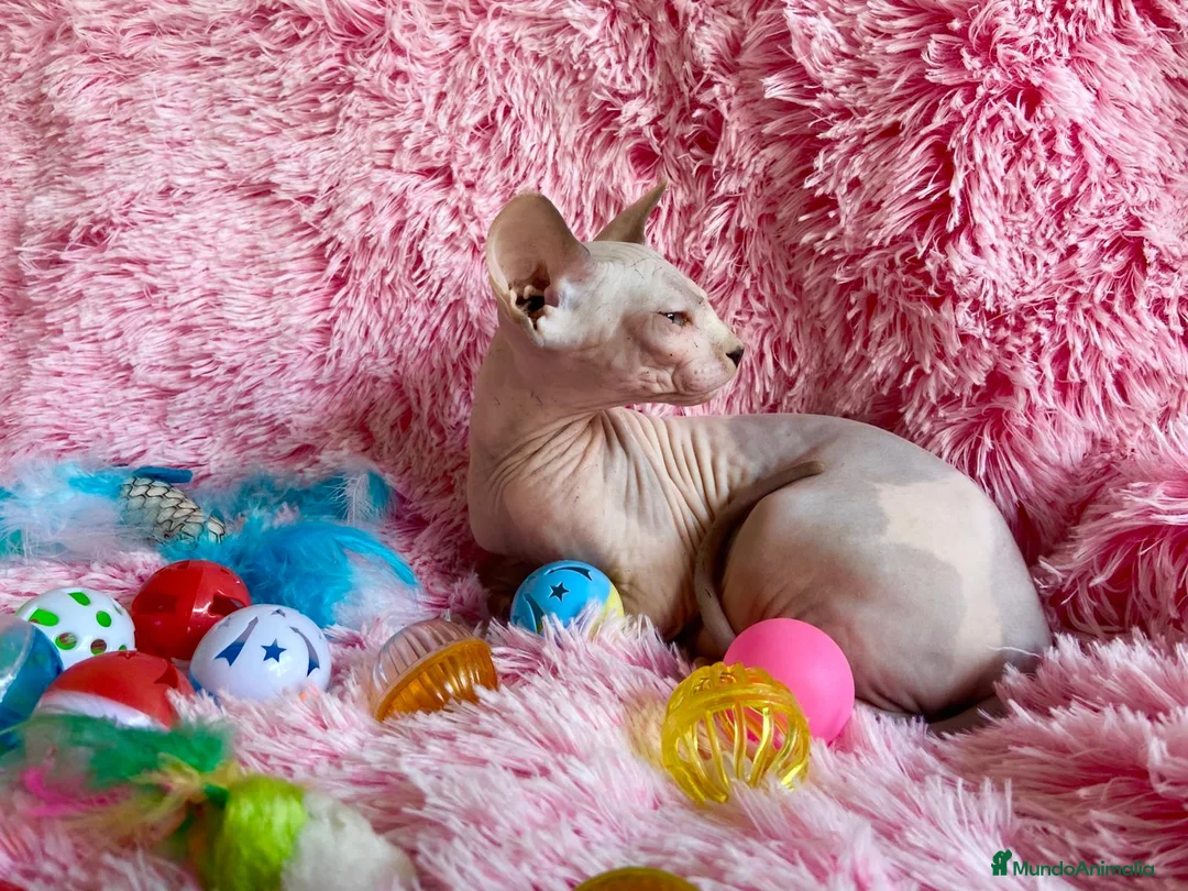 Sphynx gatos en venta: GATITA HEMBRA SPHYNX - Anuncio 1