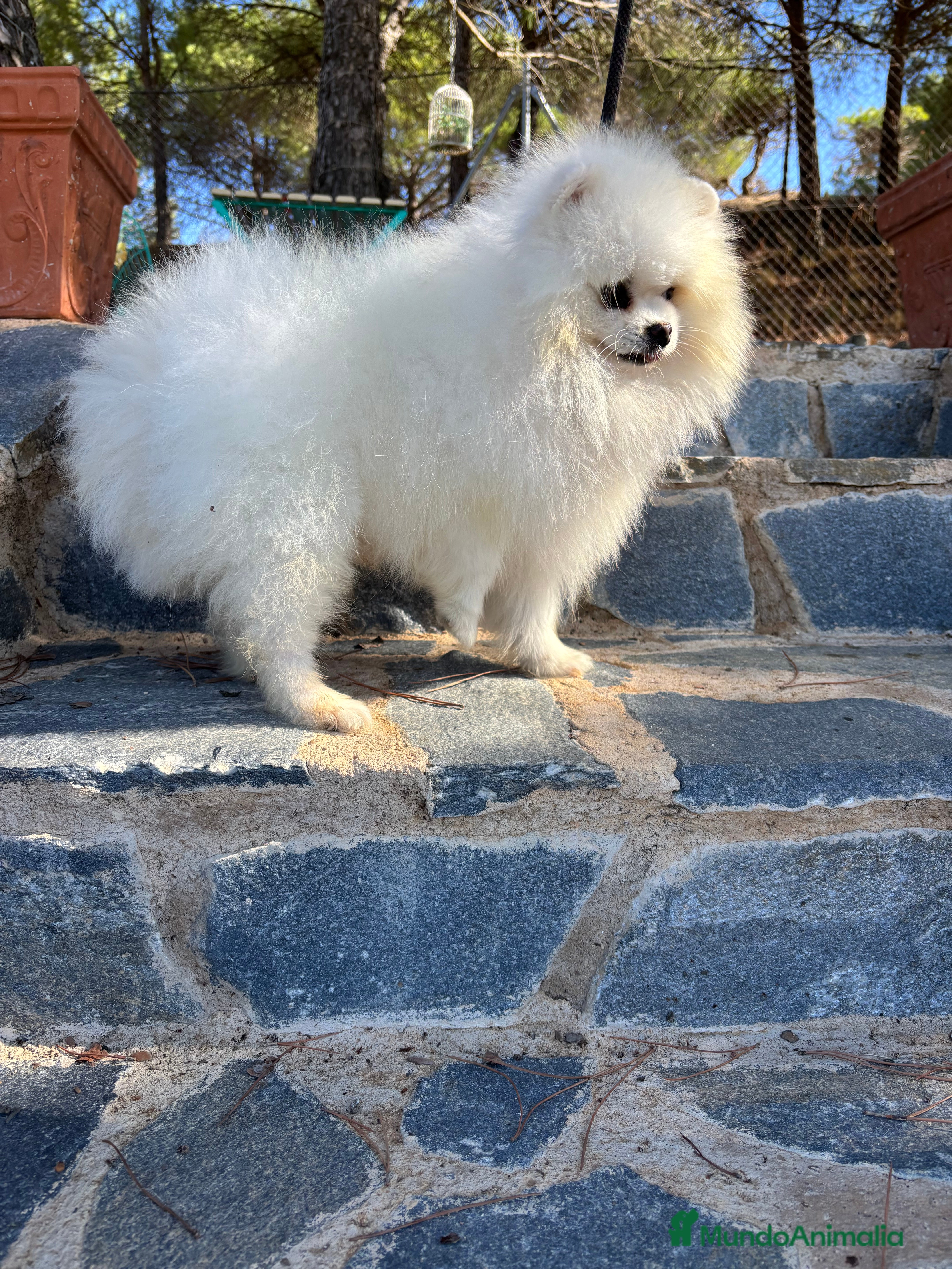 Pomerania perros Pomerania blanca hembra disponible !! - Anuncio 1