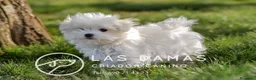 Bichón Maltés perros en venta: BICHÓN MALTÉS DISPONIBLES - Anuncio 3