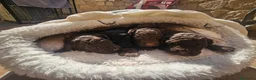 Perro de Agua Español perros en venta: Perros de agua Prao Toro 🤎🖤 - Anuncio 8