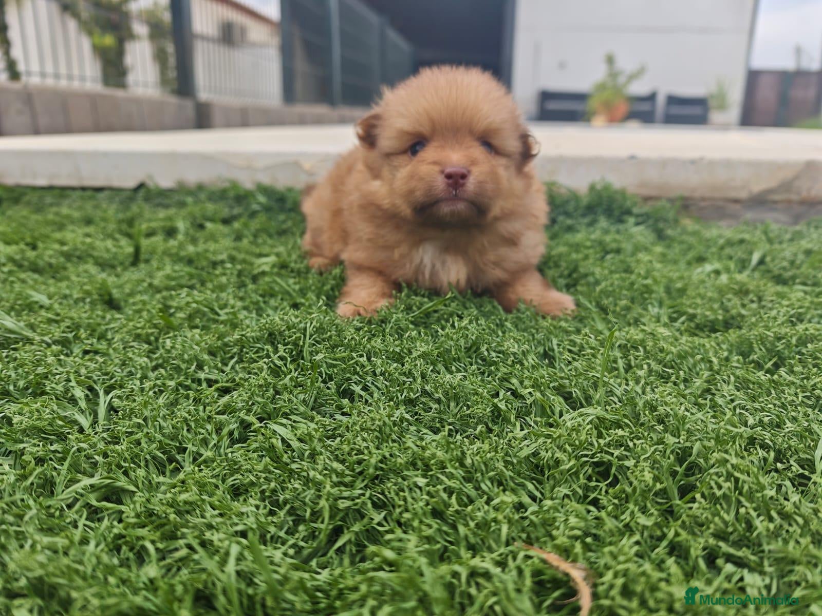 Pomerania perros Pomerania - Anuncio 1