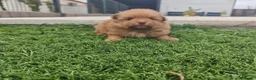 Pomerania perros en venta: Pomerania - Anuncio 1