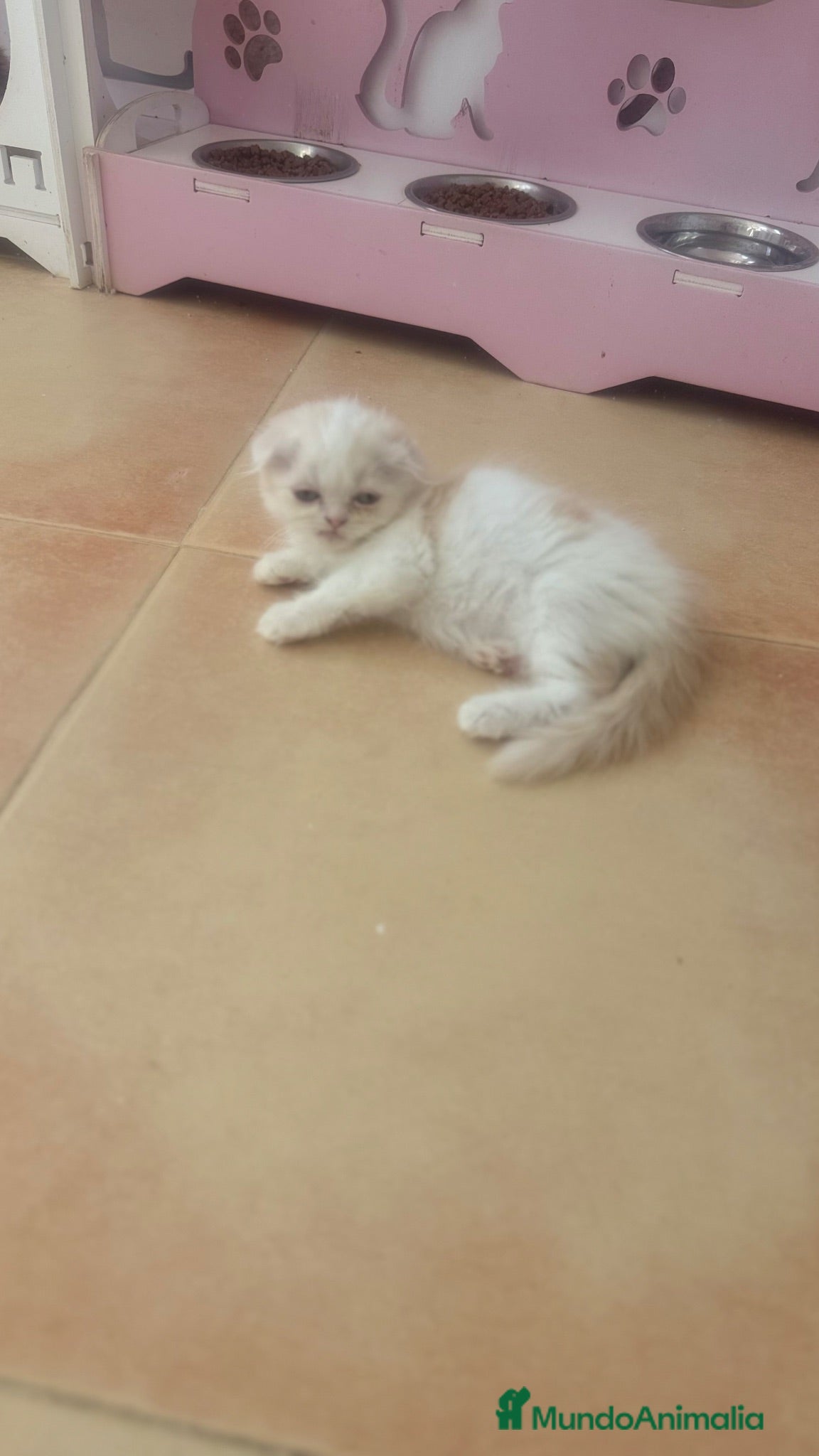 Scottish Fold gatos Scottish fold - Anuncio 1