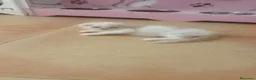 Scottish Fold gatos en venta: Scottish fold - Anuncio 1