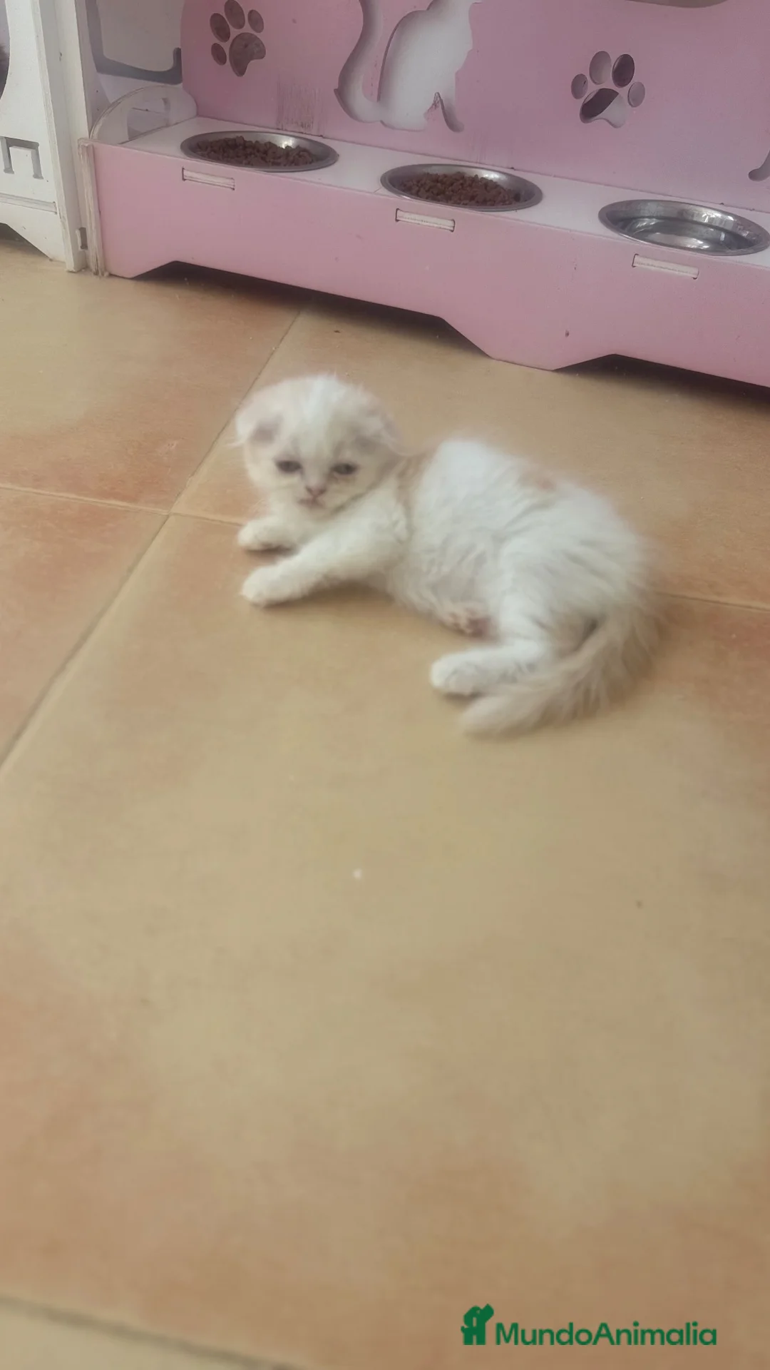 Scottish Fold gatos en venta: Scottish fold - Anuncio 1