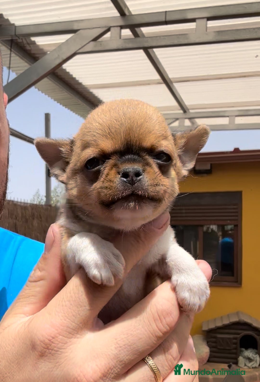 Chihuahua perros en venta: Chihuahua toy - Imagen 3