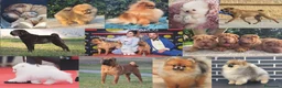 Shar Pei perros en venta: BEBES SHAR PEI en Málaga - Anuncio 6