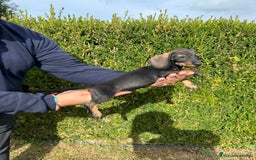 Teckel Miniatura perros en venta: Teckel  - Imagen 2