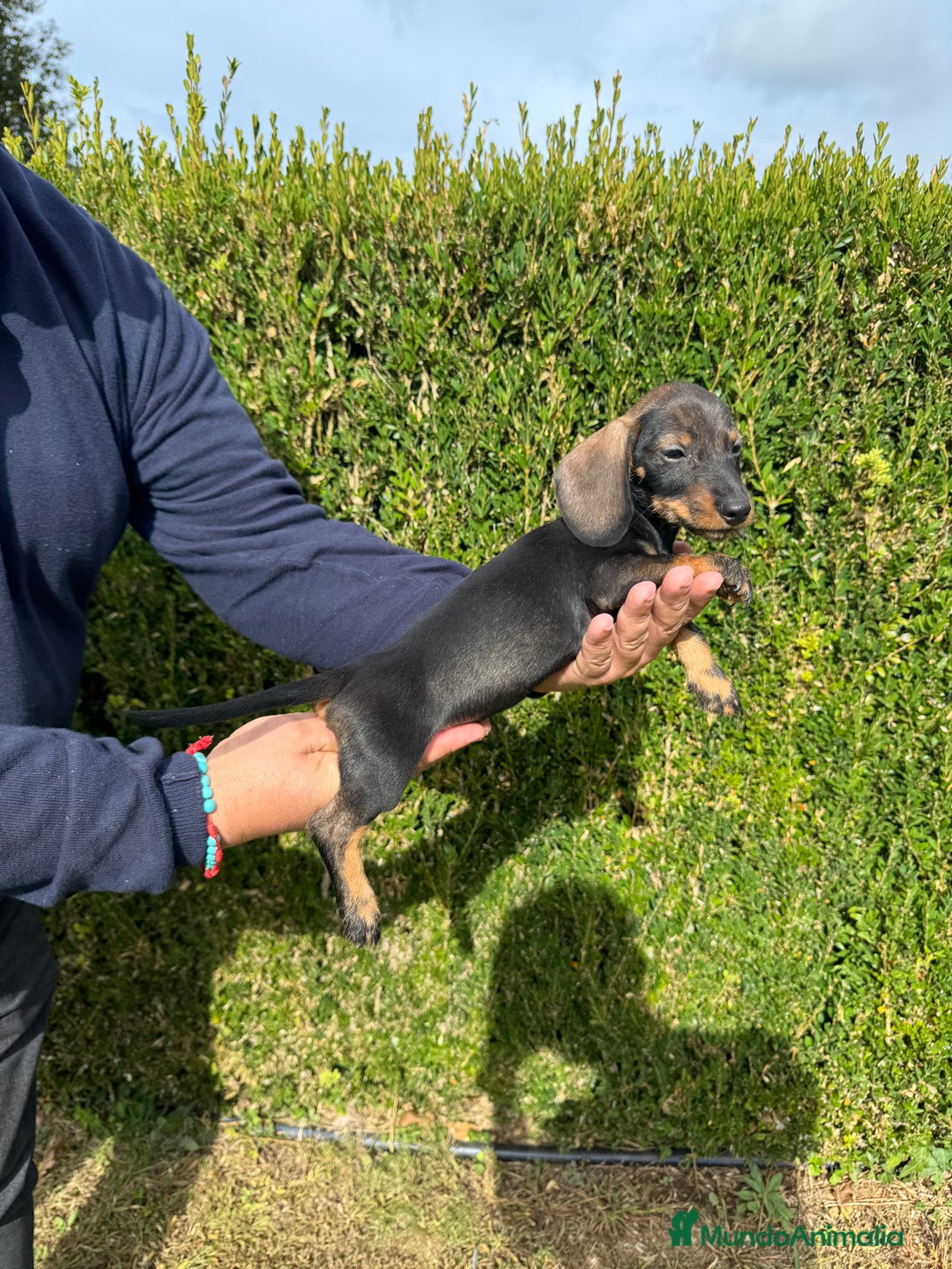 Teckel Miniatura perros en venta: Teckel  - Imagen 2