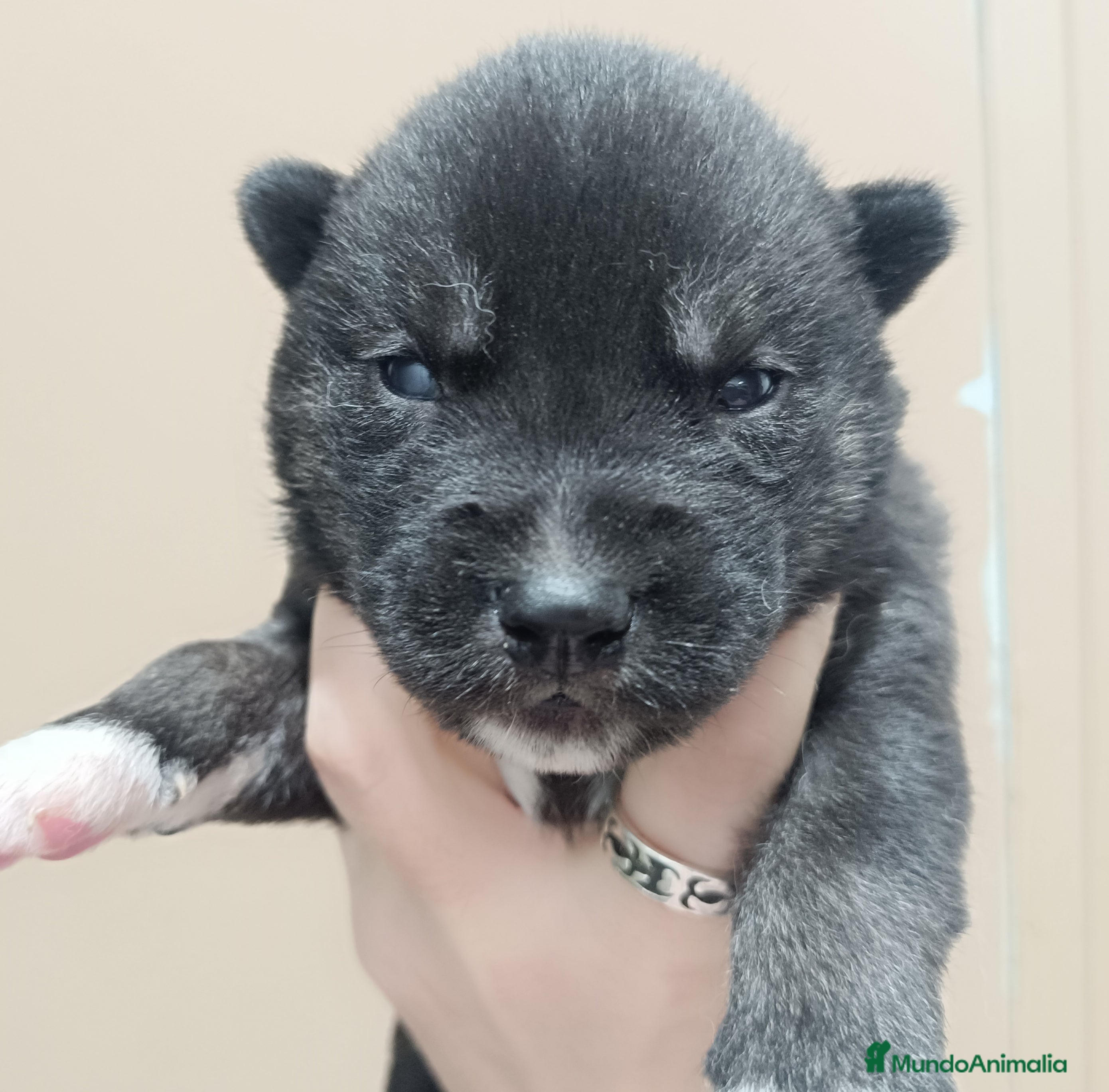 Husky Siberiano perros Husky siberiano camada - Anuncio 8