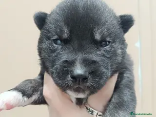 Husky Siberiano perros Husky siberiano camada - Anuncio 8