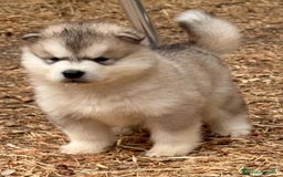 Alaskan Malamute perros en venta: Alaskan Malamute  - Imagen 6