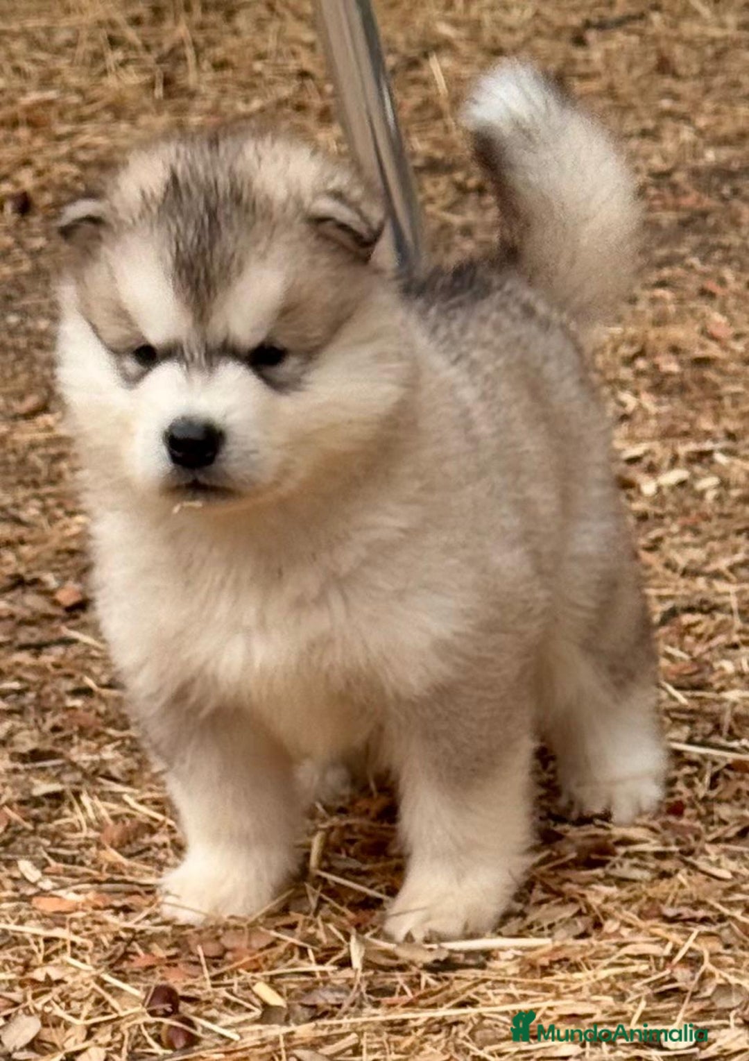 Alaskan Malamute perros en venta: Alaskan Malamute  - Imagen 6