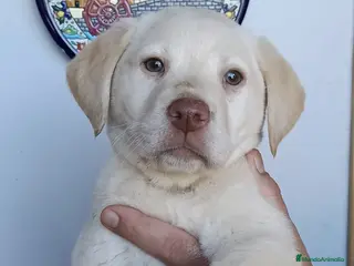 Labrador Retriever perros Último labrador retriever disponible para entregar - Anuncio 2