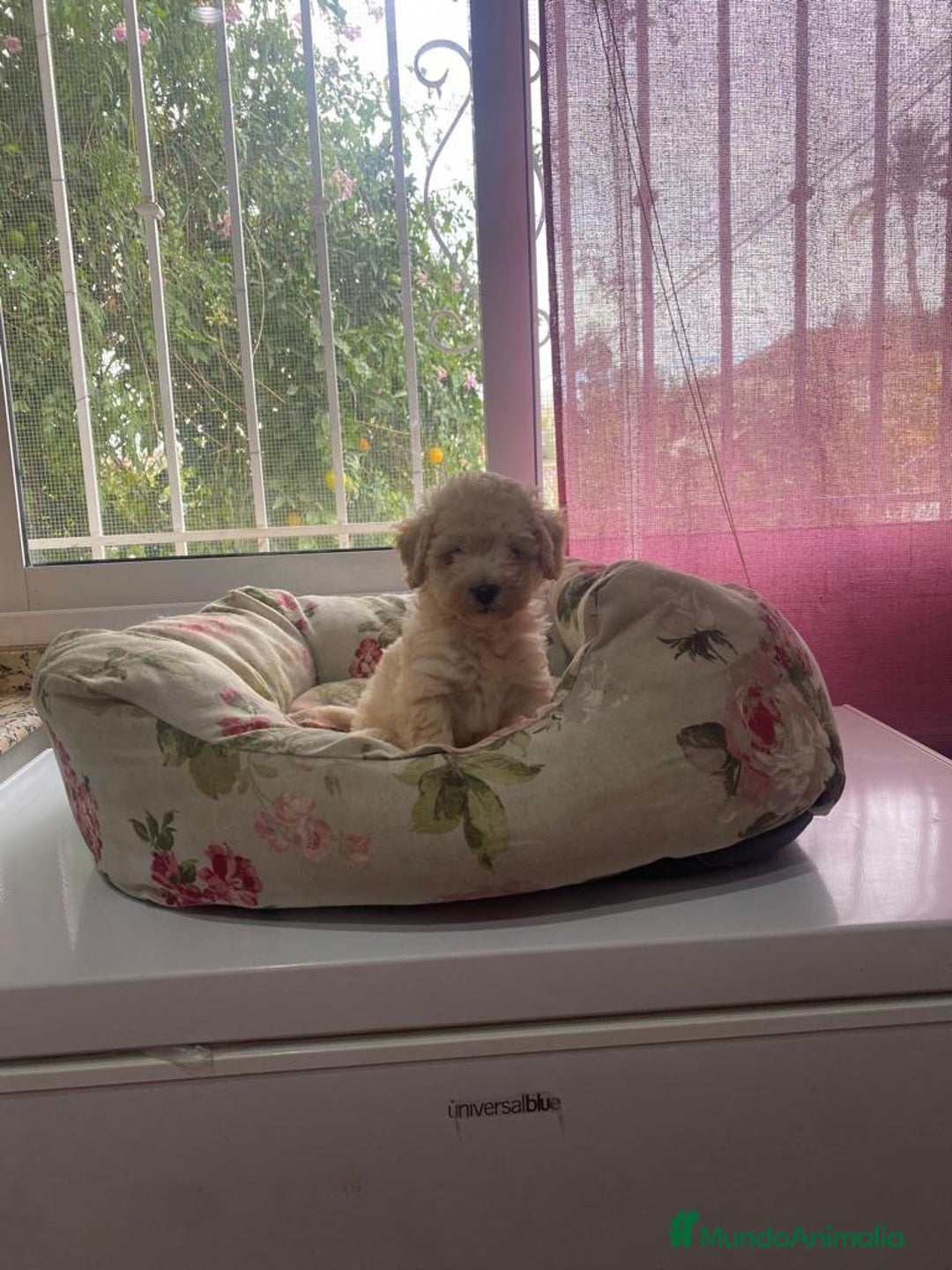 Maltipoo perros en venta: Hembrita Maltipoo  - Imagen 1