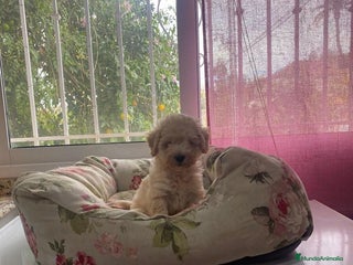 Maltipoo perros - Anuncio 8