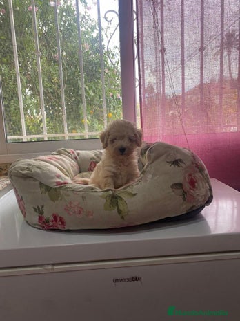 Maltipoo perros - Anuncio 16