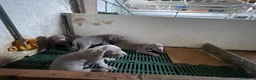 Weimaraner perros en venta: Weimar  - Anuncio 2