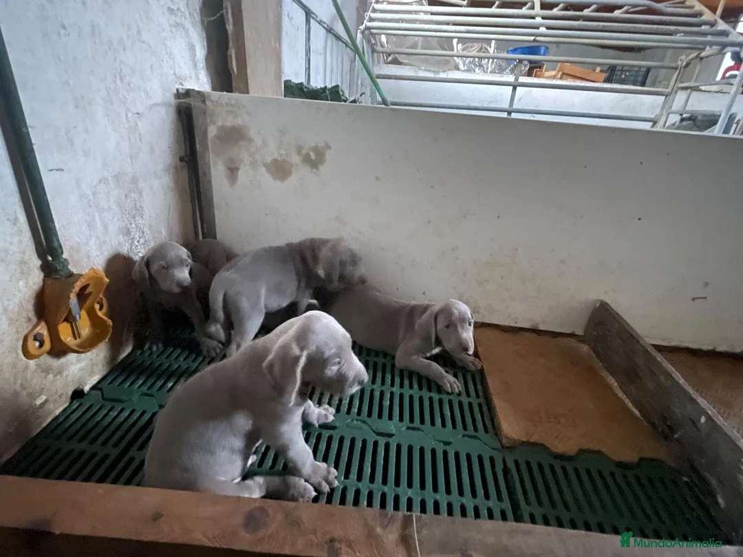 Weimaraner perros en venta: Weimar  - Anuncio 2