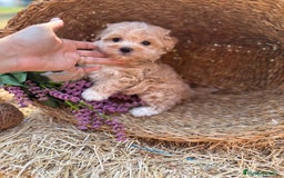 Maltipoo perros en venta: Maltipoo para noviembre/diciembre  - Imagen 15