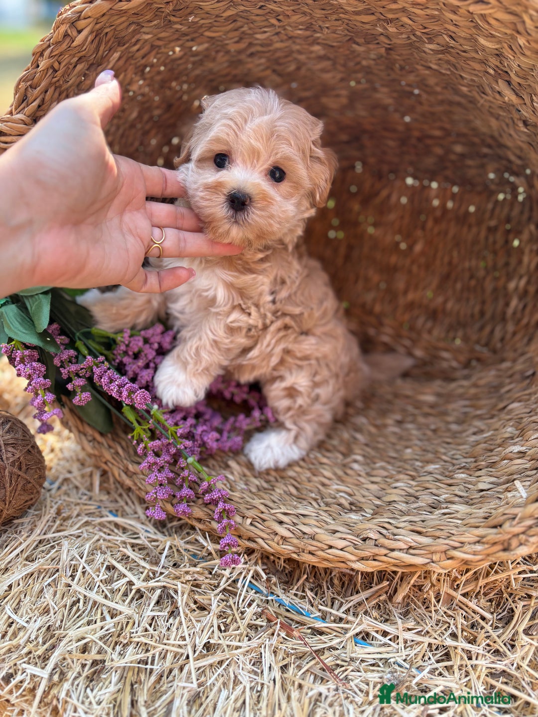 Maltipoo perros en venta: Maltipoo para noviembre/diciembre  - Imagen 15
