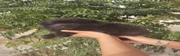 Pomerania perros en venta: Pomerania Toy - Anuncio 7