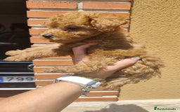 Caniche Toy perros en venta: Cachorros caniche rojo - Imagen 9