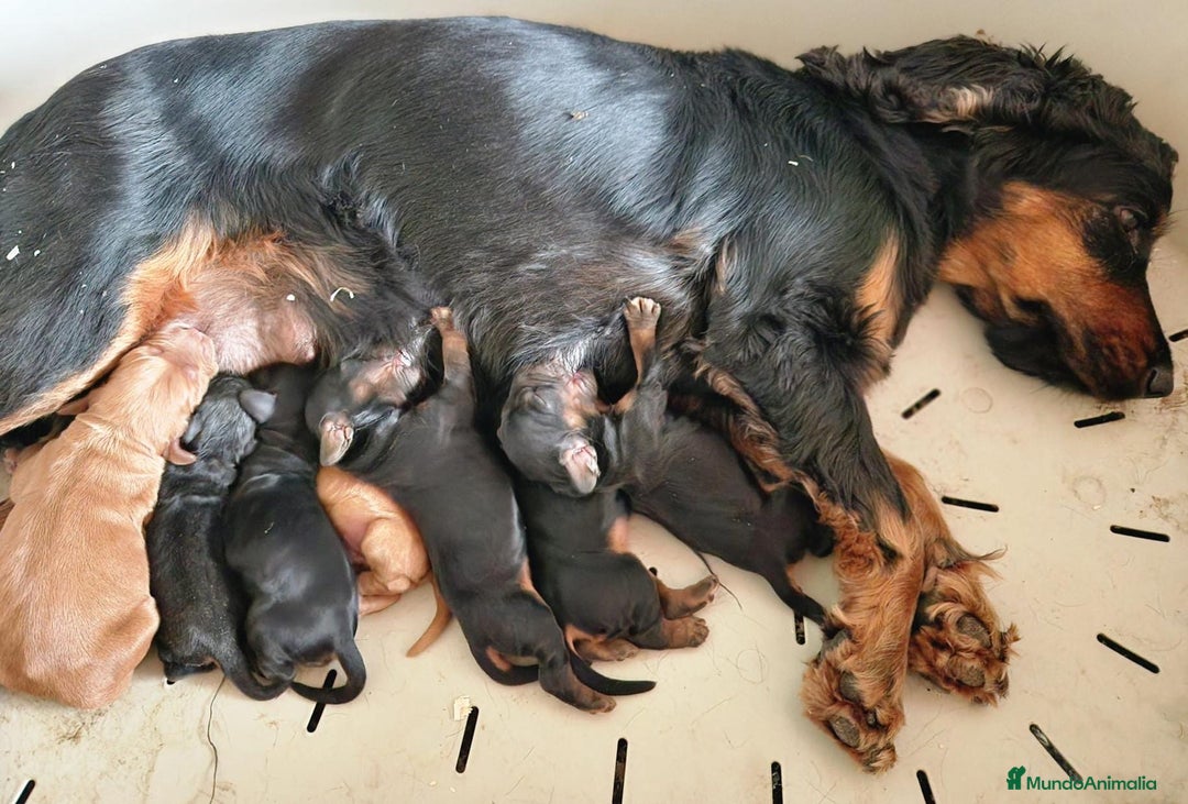 Cocker Spaniel Inglés perros en venta: COCKER SPANIEL DISPONIBLES - Imagen 9