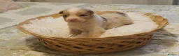 Pastor Australiano perros en venta: Excelente camada de Pastor Australiano  - Anuncio 6