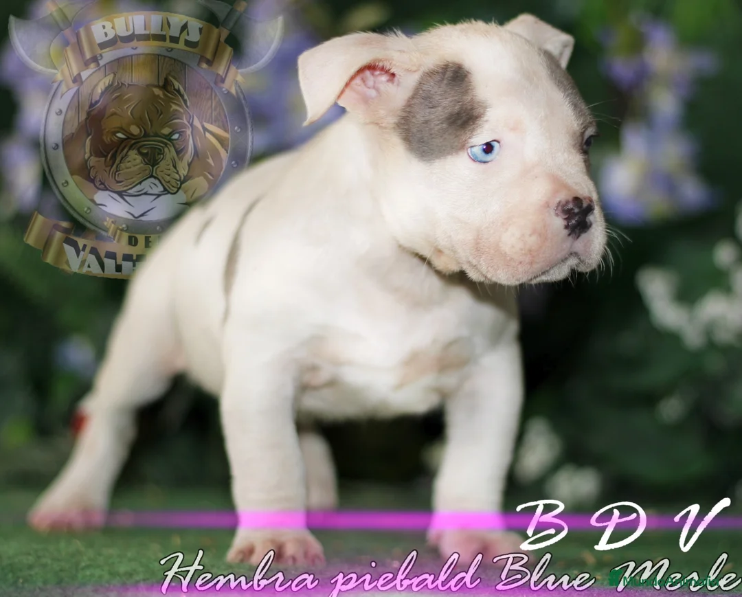 American Bully perros en venta: AMERICAN BULLY OFERTA AL 50% en Sevilla - Anuncio 5