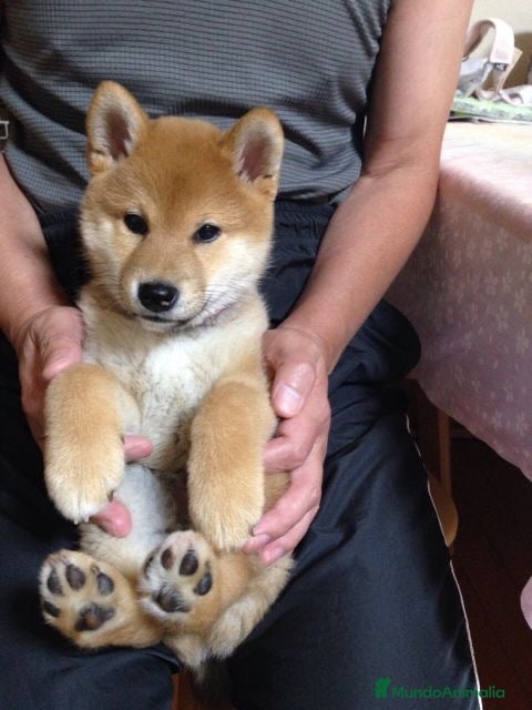 Shiba Inu perros 🐶HERMOSA SHIBA INU BEBÉ 🐶 - Anuncio 1