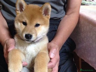 Shiba Inu perros 🐶HERMOSA SHIBA INU BEBÉ 🐶 - Anuncio 3