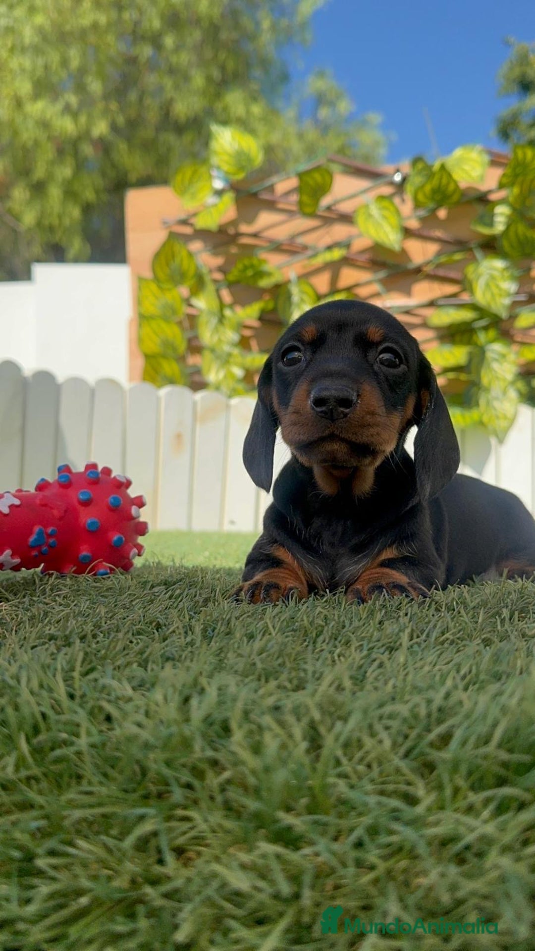 Teckel Miniatura perros en venta: TECKEL MINIATURA  - Imagen 21