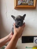 Bulldog Francés perros - Anuncio 6
