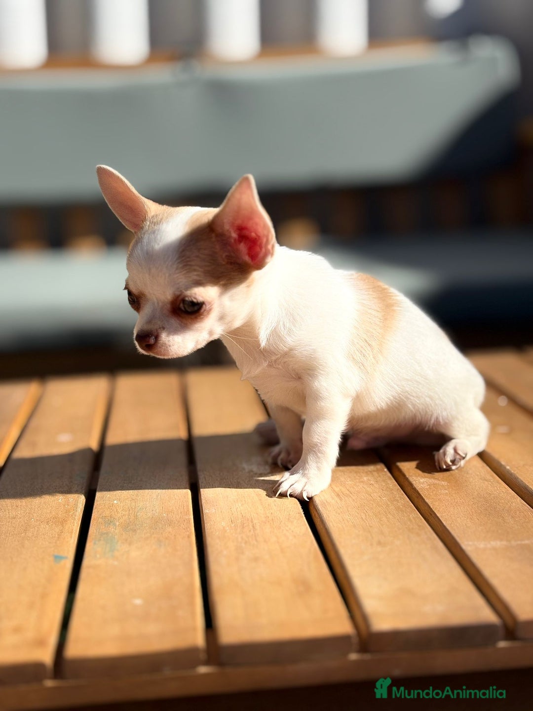 Chihuahua perros en venta: Chihuahua Toy Rusos - Imagen 24