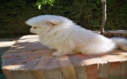 Pomerania perros en venta: Bonitos Pomerania - Anuncio 5