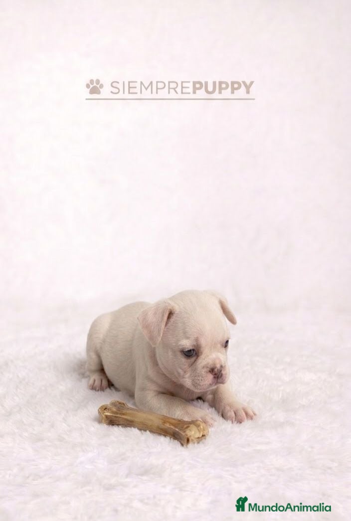 Bulldog Francés perros EXÓTICOS BULLDOG FRANCES PLATINUM - Anuncio 1