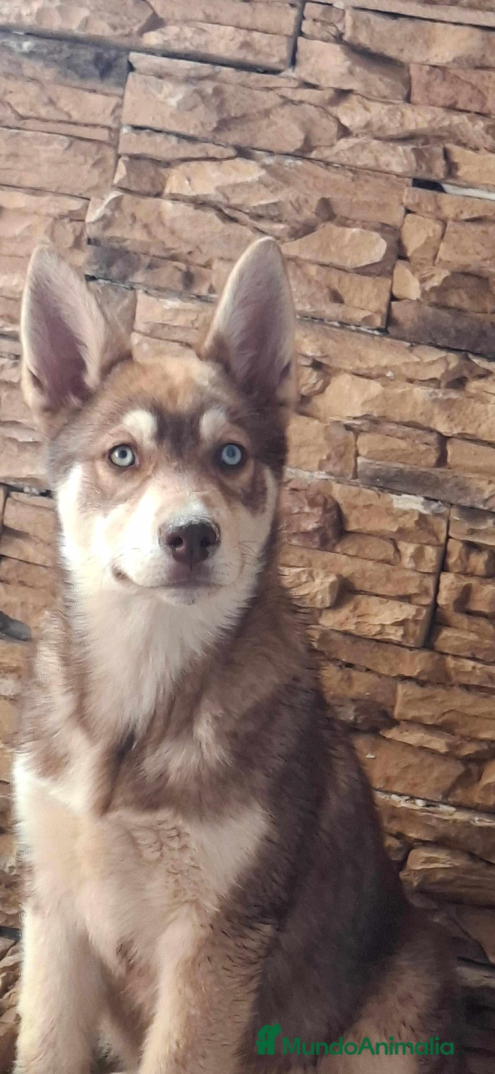Husky Siberiano perros Cachorro husky - Anuncio 1
