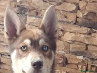 Husky Siberiano perros Cachorro husky - Anuncio 1