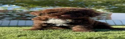 Perro de Agua Español perros en venta: PERRO DE AGUA ESPAÑOL - HEMBRAS - Anuncio 4