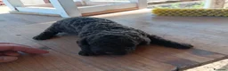 Perro de Agua Español perros en venta: Perro de agua chocolate  - Anuncio 8