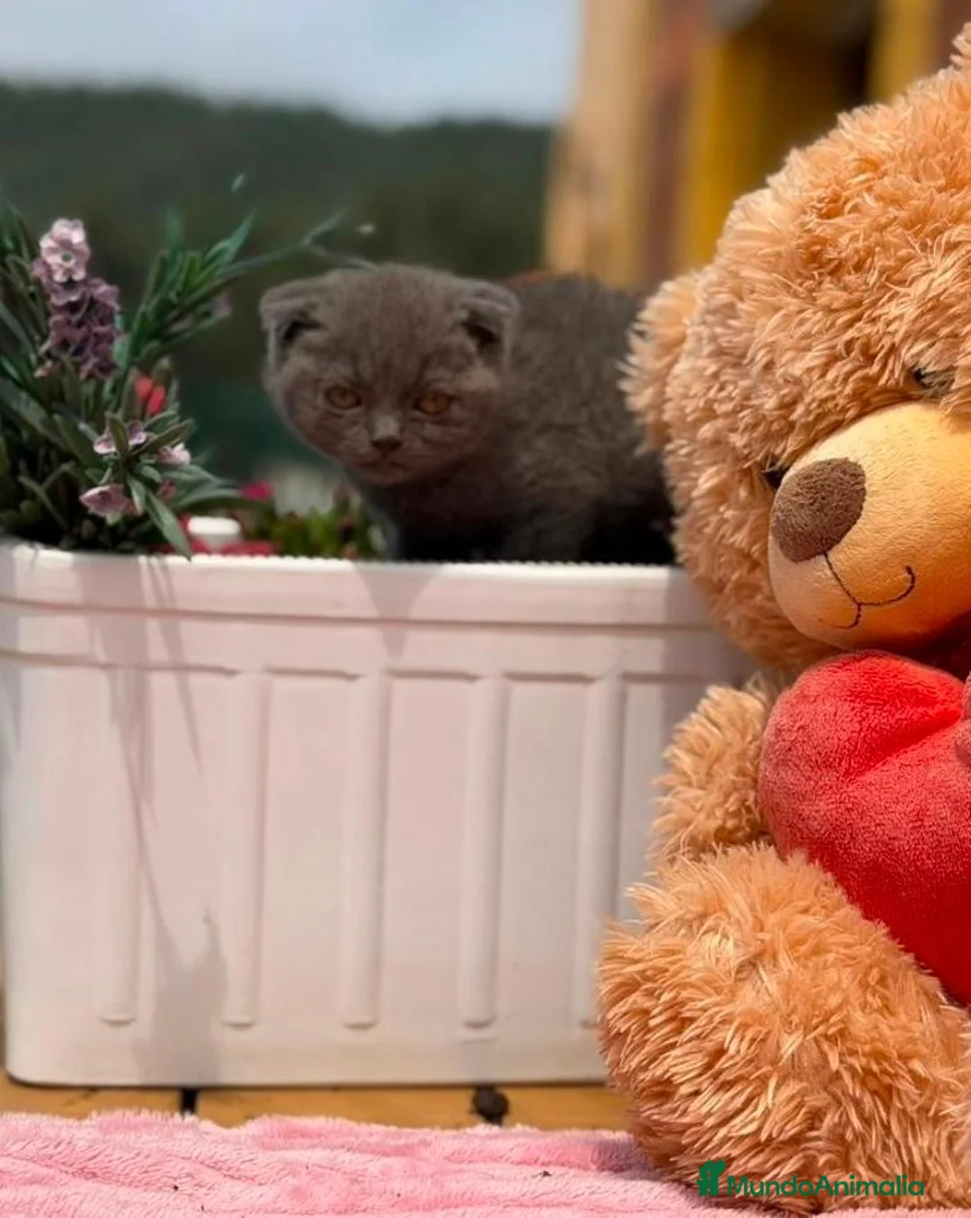 Scottish Fold gatos en venta: Preciosa camada Scottish fold - Anuncio 1
