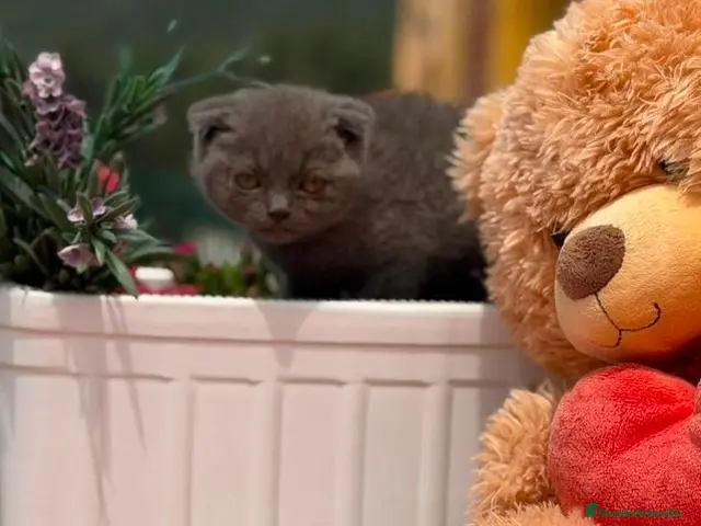 Scottish Fold gatos en venta: Preciosa camada Scottish fold - Anuncio 1