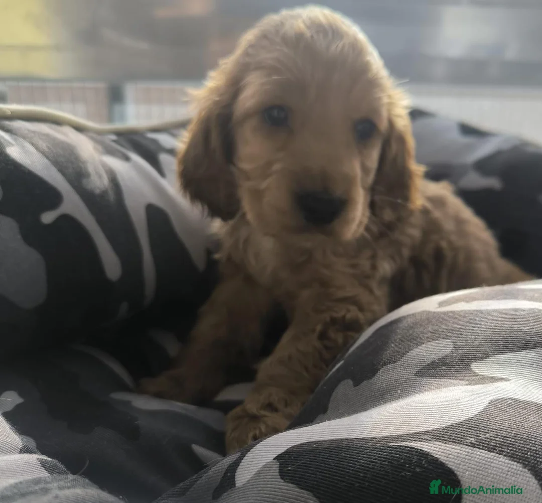 Cocker Spaniel Inglés perros en venta: Cocker spaniel inglés  - Anuncio 5