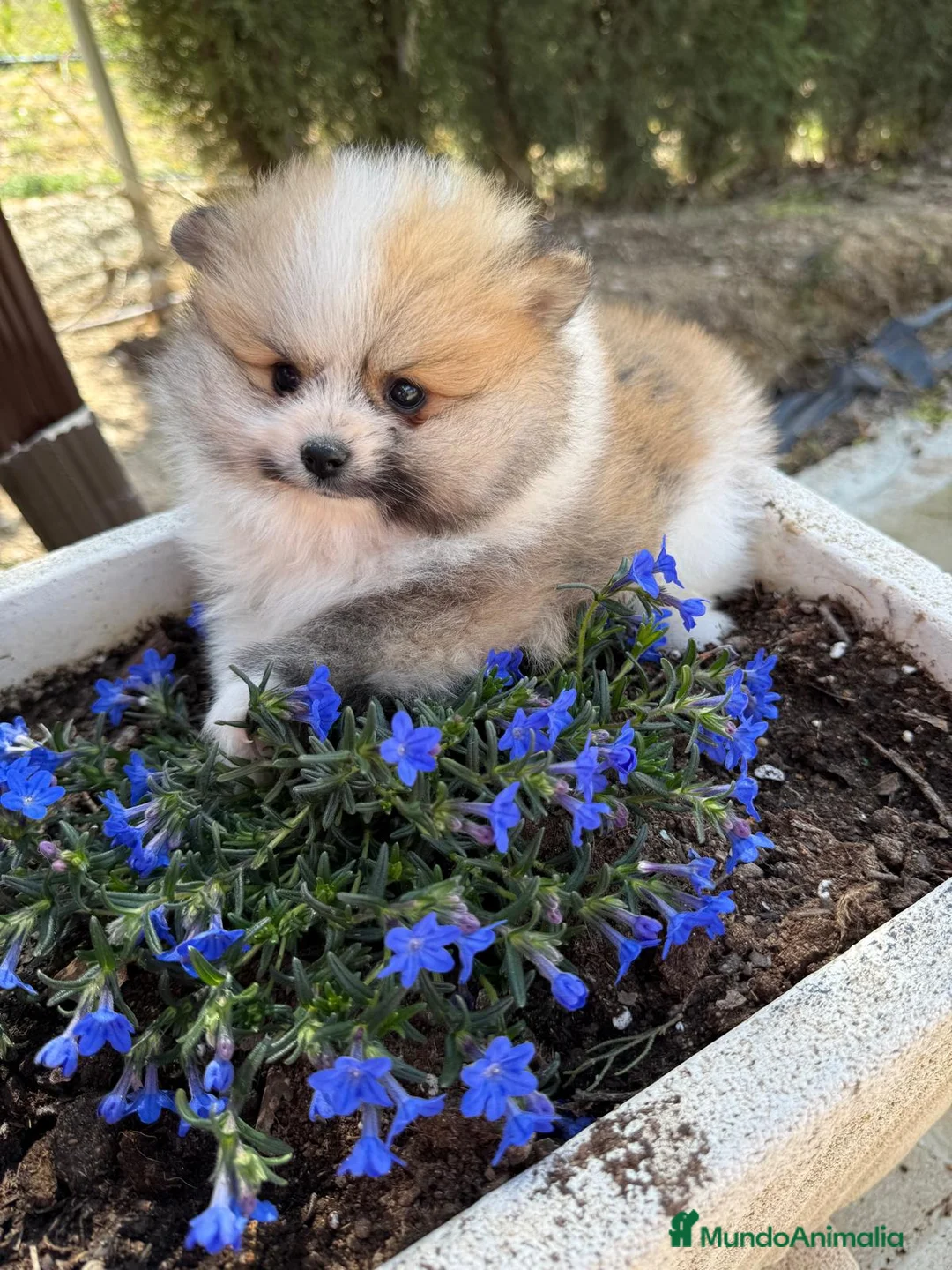 Pomerania perros en venta: Pomerania tricolor Toy Macho disponible  - Anuncio 2
