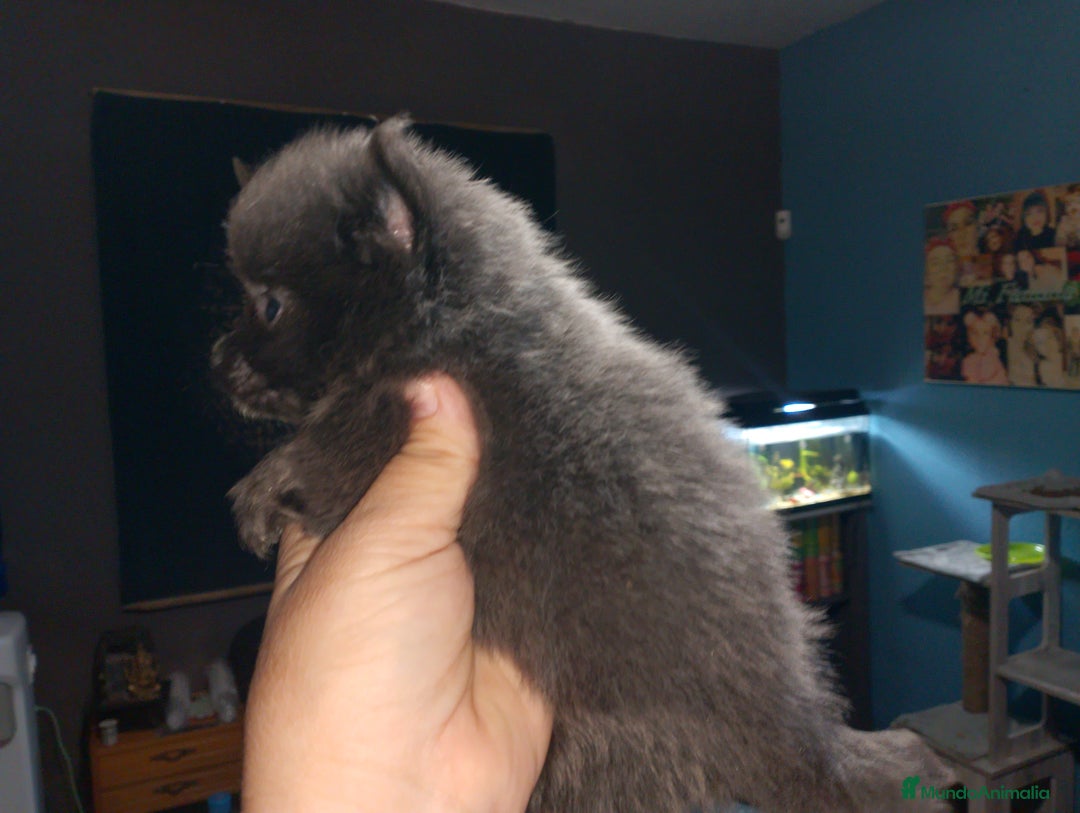 Pomerania perros en venta: Preciosas camada de pomerania  - Imagen 7