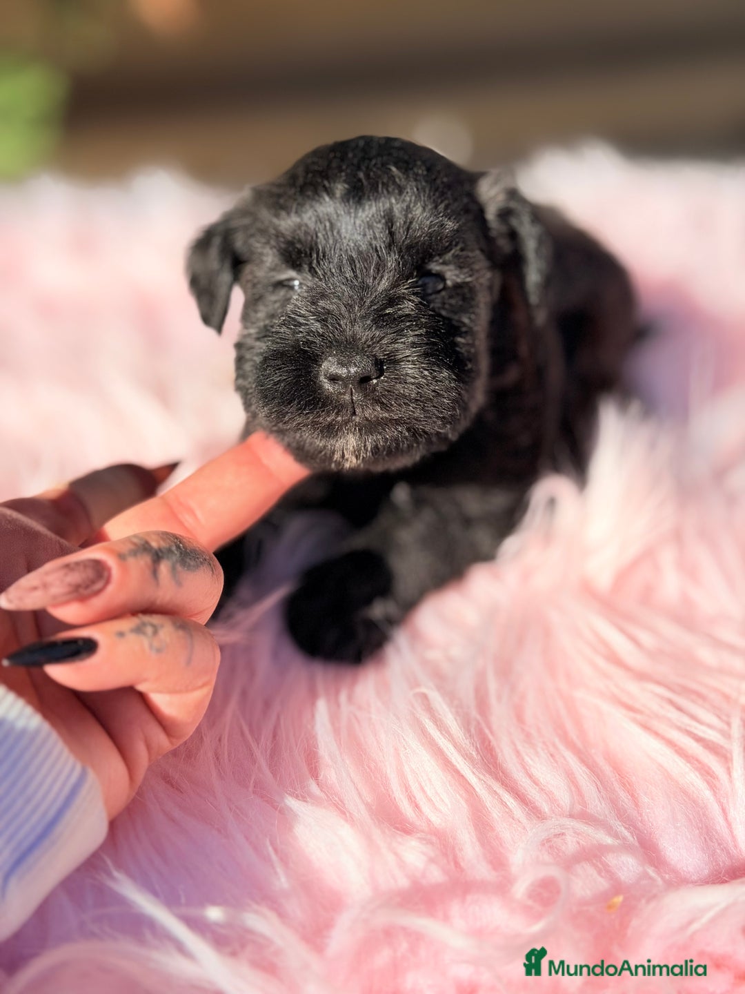 Schnauzer Miniatura perros en venta: Schnauzer mini azabache   - Anuncio 3