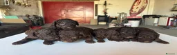Perro de Agua Español perros en venta: Perro de Agua Español - Anuncio 8