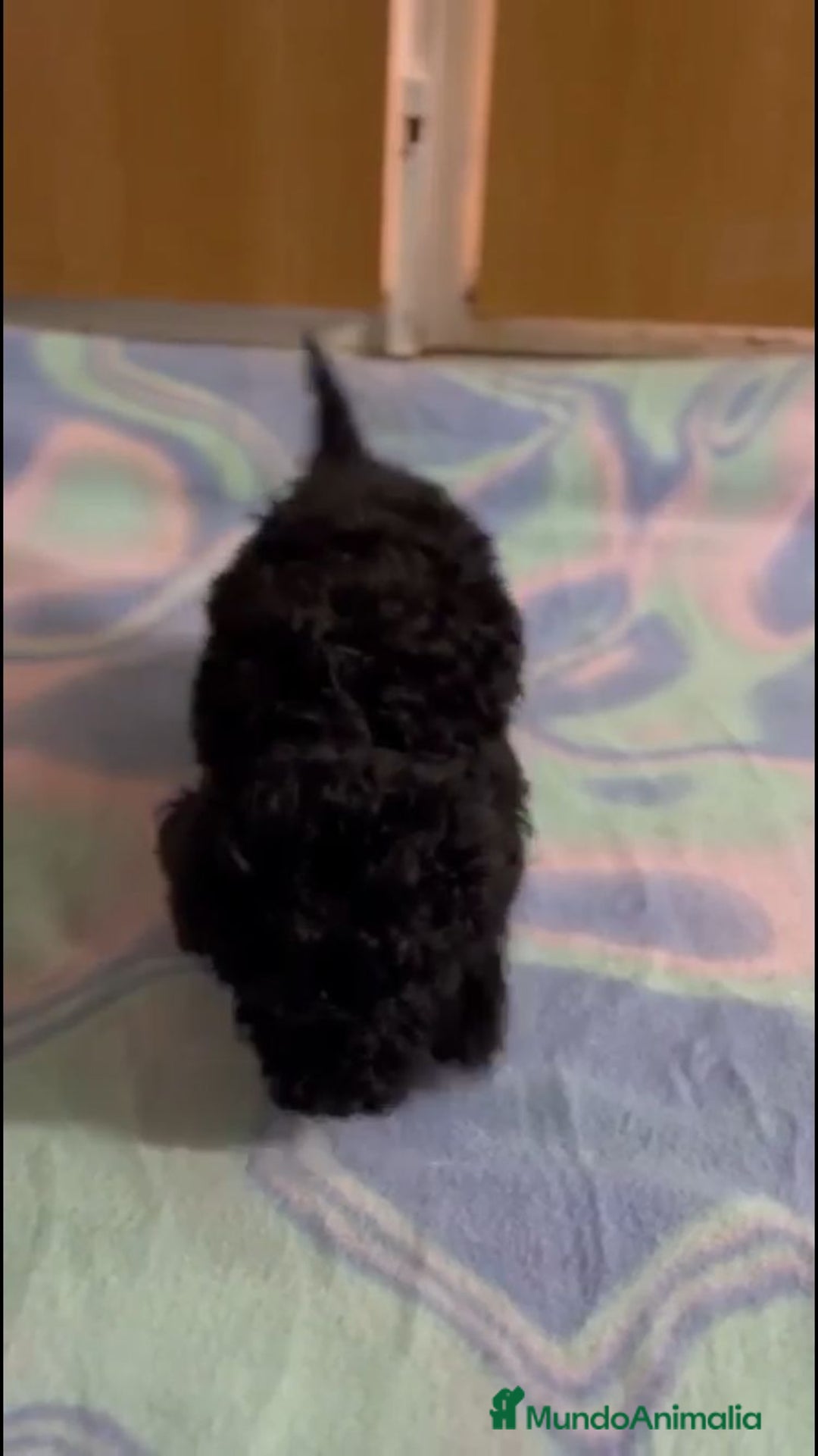 Caniche Toy perros en venta: CANICHE TEACUP - Anuncio 3