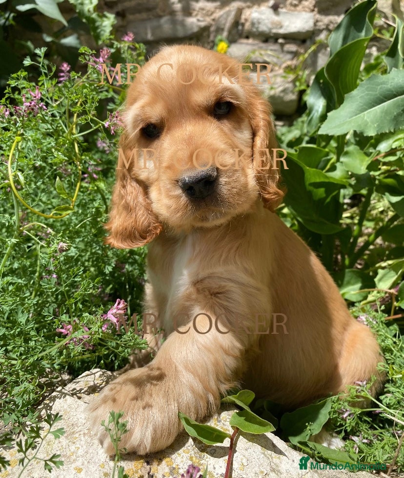 Cocker Spaniel Inglés perros CACHORRO COCKER SPANIEL INGLÉS  - Anuncio 2